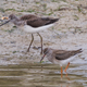 A common greenshank (top) and a common redshank (bottom), two of the eight shorebirds featured in the new study.
